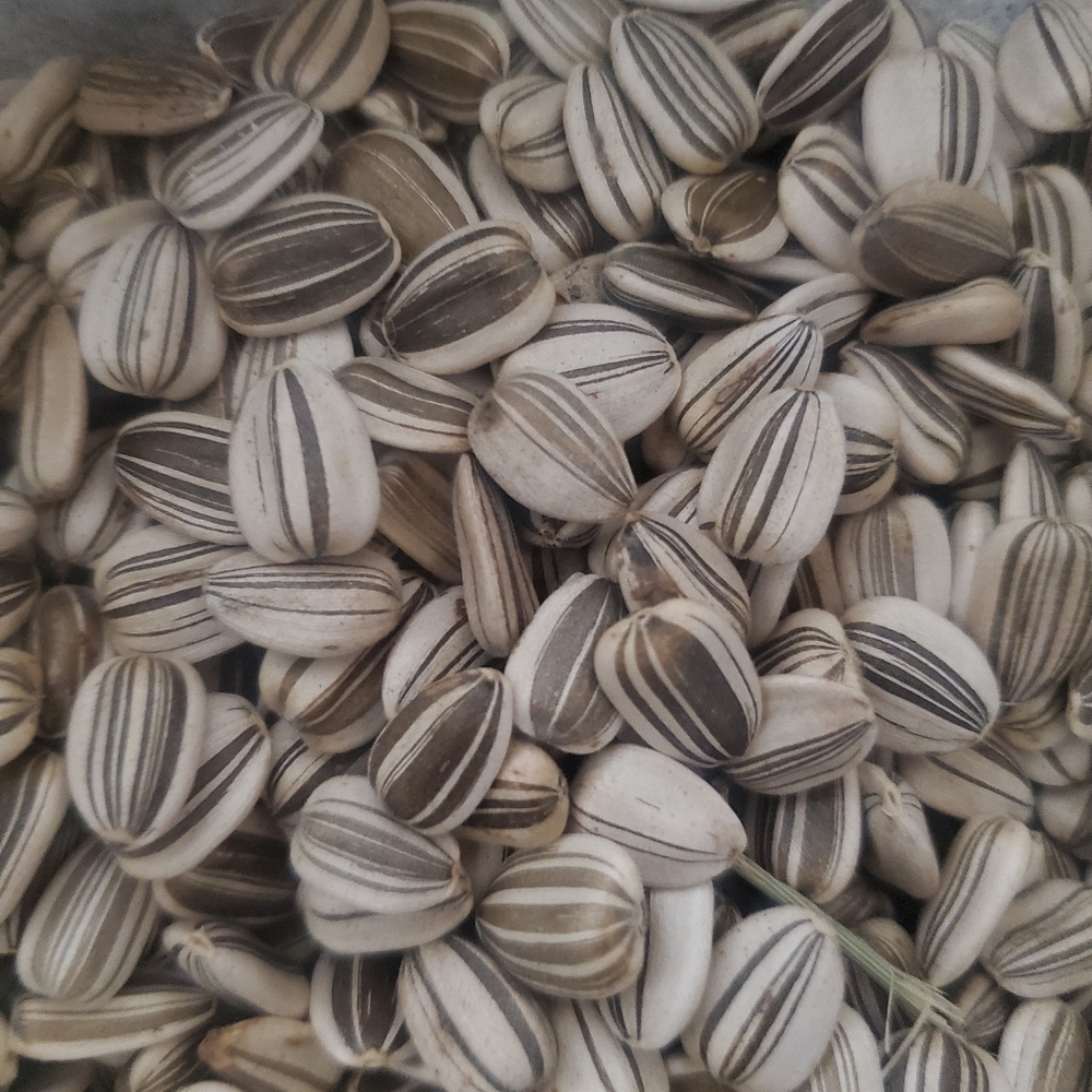 Sunflower Seats